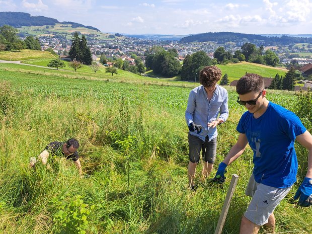 Heckenpflege oder Grasschnitt? © Lucerne Festival